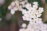 White Spirea flowers