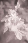 Prunus spinosa (Blackthorn) late flower [IR]
