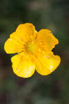 Ranunculus acris (Meadow buttercup) flower