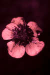 Ranunculus acris (Meadow buttercup) flower [UV]