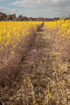 Oilseed Rape field, Marston Trussell [Vis + IR]