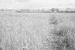 Path through wheat field [Vis + IR]