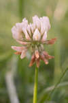 Trifolium repens (White Clover) flower head