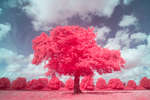 [EIR / Aerochrome] Pink tree in field