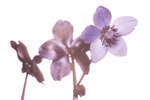 Helleborus niger flower [UV]