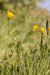 Ranunculus bulbosus (Bulbous buttercup)