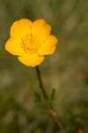Ranunculus bulbosus (Bulbous buttercup) flower