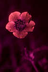 Ranunculus bulbosus (Bulbous buttercup) flower [UV]