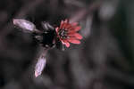 Cerastium fontanum (Common mouse-ear chickweed) flower [UV]