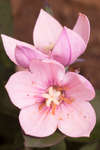 Platycodon grandiflorus 'Astra Pink' flower