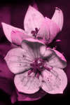 Platycodon grandiflorus 'Astra Pink' flower [UV]