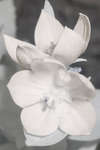Platycodon grandiflorus 'Astra Pink' flower [IR]