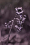 Hyacinthus orientalis flowers [UV]
