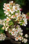 Pyrus communis 'Conference' blossom