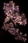 Pyrus communis 'Conference' blossom [UV]
