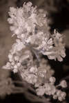 Pyrus communis 'Conference' blossom [IR]