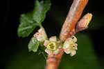 Ribes nigrum 'Ben Nevis' flowers