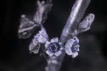 Ribes nigrum 'Ben Nevis' flowers [UV]