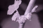 Ribes nigrum 'Ben Nevis' flowers [IR]