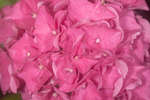 Pink Hydrangea flowers