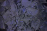 Hydrangea flowers [UV]
