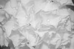 Hydrangea flowers [IR]