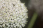 Cultivated Leek flower