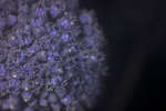 Cultivated Leek flower [UV]