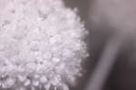 Cultivated Leek flower [IR]