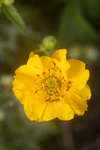 Geum quellyon cultivar flower