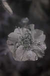 Geum quellyon cultivar flower [UV]