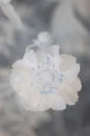 Geum quellyon cultivar flower [IR]