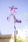 Hosta flower