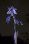 Hosta flower [UV]