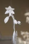 Hosta flower [IR]