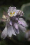 Hosta flower