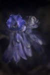Hosta flower [UV]