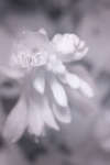 Hosta flower [IR]
