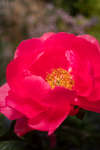 Pink Peony flower