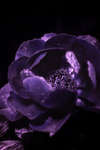 Pink Peony flower [UV]