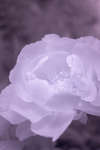 Pink Peony flower [IR]