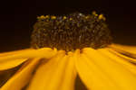 Rudbeckia fulgida florets