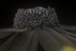 Rudbeckia fulgida florets [UV]