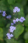 Brunnera macrophylla 'Jack Frost' flowers