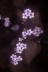 Brunnera macrophylla 'Jack Frost' flowers [UV]