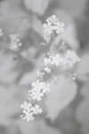 Brunnera macrophylla 'Jack Frost' flowers [IR]