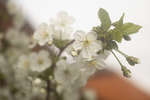 Morello Cherry (Prunus cerasus 'Morello') blossom