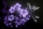 Morello Cherry (Prunus cerasus 'Morello') blossom [UV]
