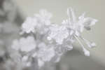 Morello Cherry (Prunus cerasus 'Morello') blossom [IR]