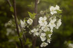 Morello Cherry (Prunus cerasus 'Morello') blossom